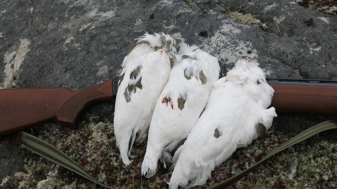 Fjellivet Villa Lakselv Esterno foto